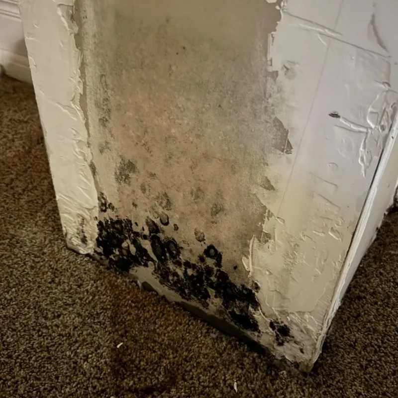 Professional Mold Removal in Gervais, OR